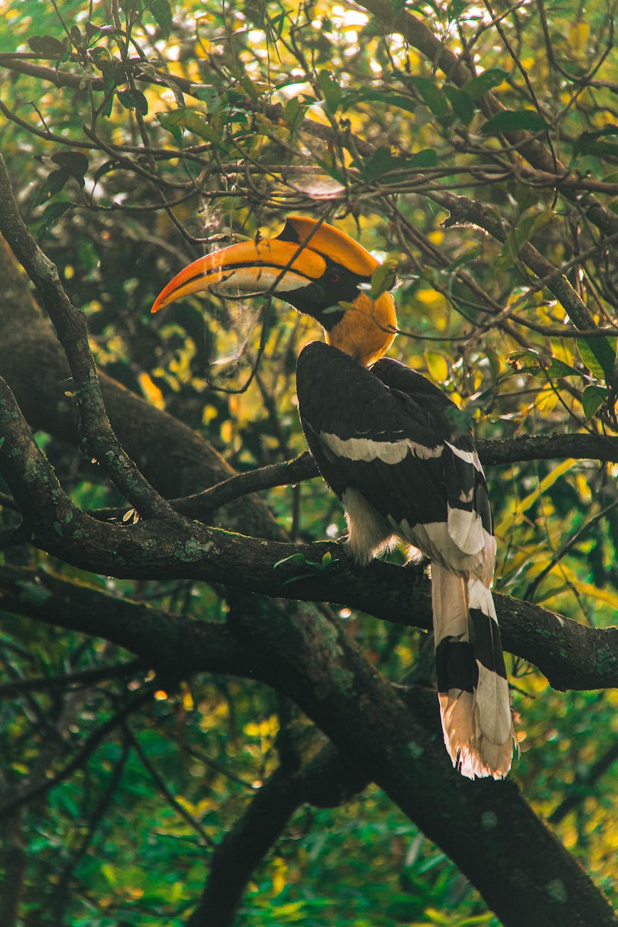 Feudalism: Baibul on Chin Society